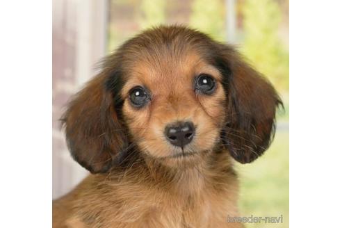 成約済の神奈川県のミニチュアダックスフンド(ロングヘアード)-236315の1枚目